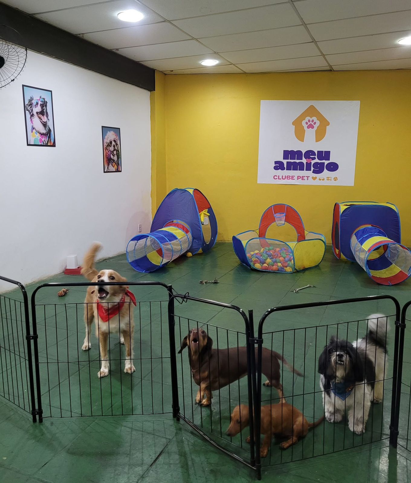 Hotel Pet - Porte pequeno - 1